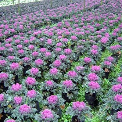 河南羽衣甘蓝工程用苗报价