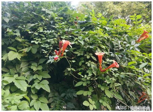 农村这植物常当花卉种植,却不知是民间风湿良方,花还是美味野菜