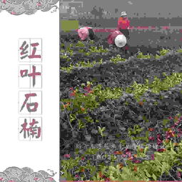 新沂东方花木种植专业合作社