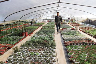 赤壁 种植花卉奔富路