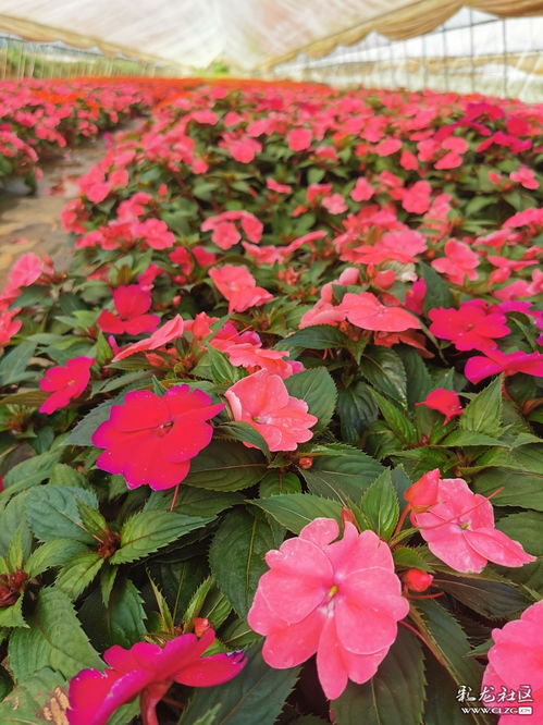 参观花卉种植基地