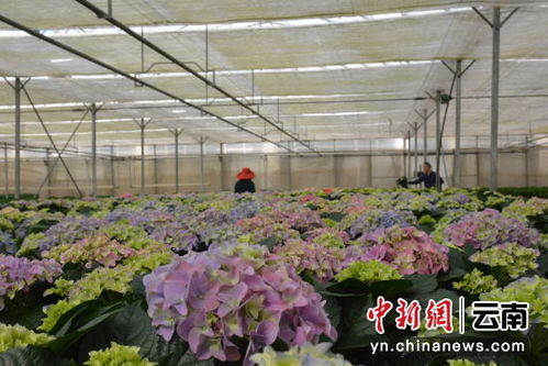探寻一朵花里的致富 密码