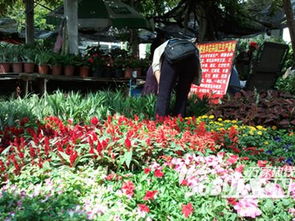 国庆临近百万盆鲜花欲扮靓合肥街头 花市销售火爆