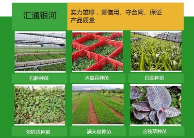 花卉种苗批发-花卉种苗-汇通银河花卉种苗种植