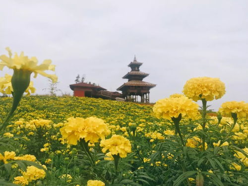 冬日暖阳花朵竞相绽放 2018年四川省第三十八期花卉观赏指数