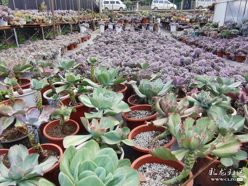 走进王官花坊姑娘多肉花卉种植基地