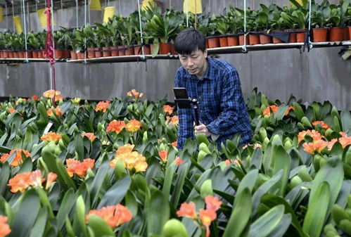 网销花卉,助农增收