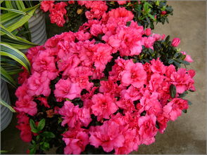 家里领导拍的花卉种植基地和花卉