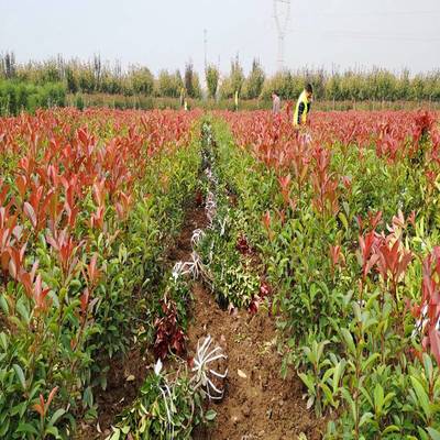 西安周至县农户种植苗木花卉批发基地