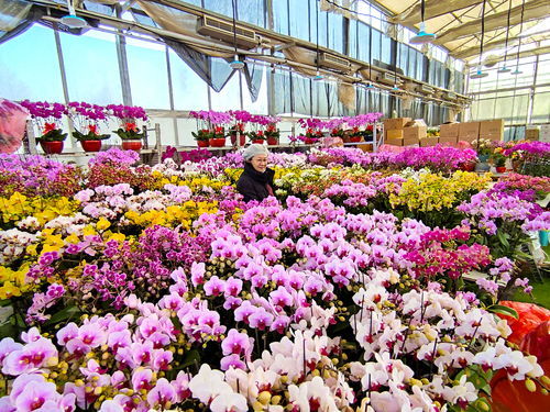 扬州鲜花批发市场在哪里