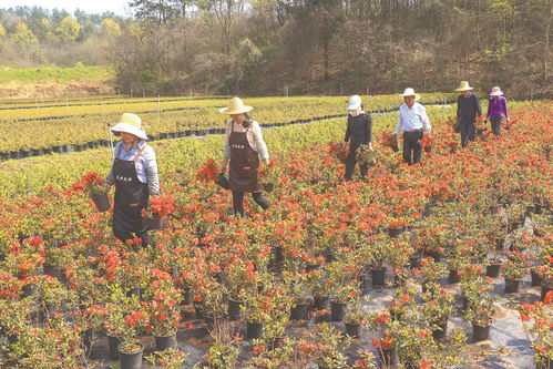 安徽深耕特色产业