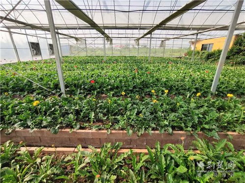 就业扶贫看鄂州 19 乐华花卉种植基地负责人金恢华 带动贫困户摘掉穷帽子