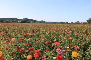 长春莲花山花海27种花卉次第开放 不间断展示不同美景