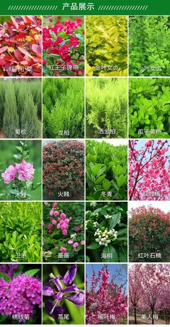 苗圃出售 铁线莲 庭院种植观赏花卉花镜切花材料四季常绿