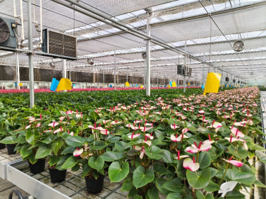 山东首单设施花卉保险在商河县落地--种花有保险 花农笑开颜