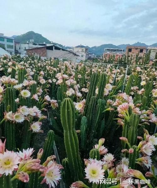 室内种植霸气花卉 从这3种中选择大盆镇宅花