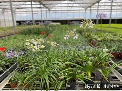 浙江一位90后女博士种出一片爱情花,此花长啥样 清新淡雅,仙就一个字