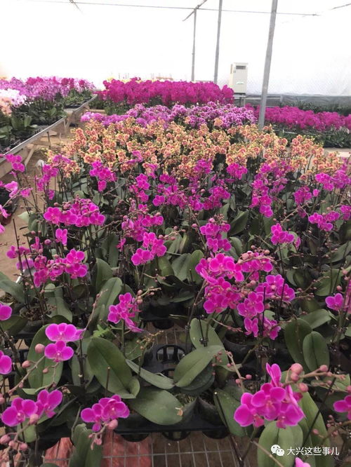 花卉种植园直销 大兴春节家里要添点儿花的赶紧来吧