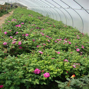 嵩明县嵩阳镇春德花卉种植园