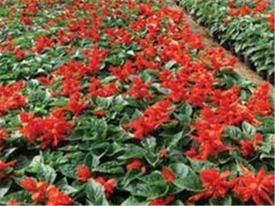 产品中心青州市红海花卉苗木