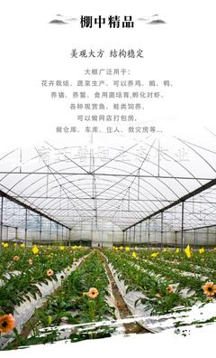 室内种植棚 新型温室大棚 联动养猪棚 实力工厂