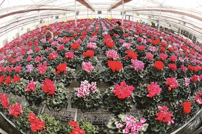 鲜花芬芳 俏销市场