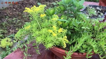 花卉种植业 –