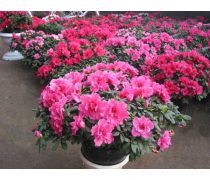 花卉种植
