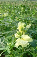 稀有花卉蔬菜--菜芙蓉_农副产品_世界工厂网