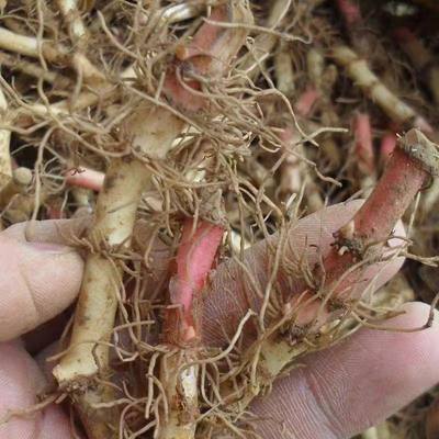 鱼腥草类别鱼腥草排行榜:90款优良鱼腥草产品推荐