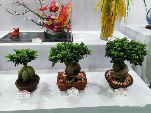 第十届花博会 福建展区 优势产品集中亮相