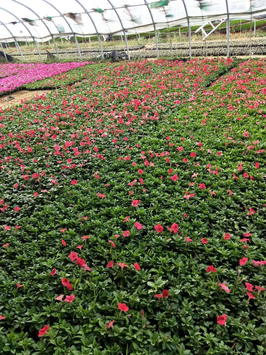 [矮牵牛批发] 沐晨花卉种植基地，大量牵牛花上市价格0.2元/棵 5000棵