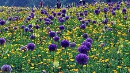 园艺 | 球根花卉种植搭配攻略