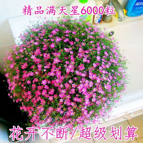 精品满天星花种子四季易种花开不断净化空气室内阳台盆栽花卉草籽