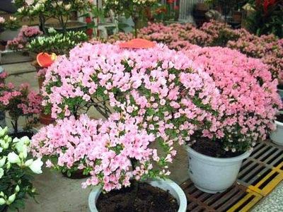 《北京望京花卉市场》