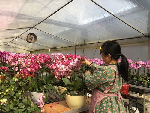 助农新模式 线上销售或能打开广州年花滞销困局