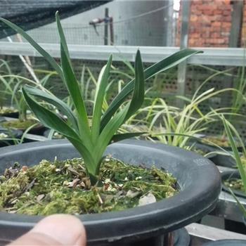 春剑精品矮种赌极品荷瓣花