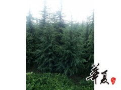 苗木供应精品雪松 供应产品 汝南县张富民花木种植专业合作社