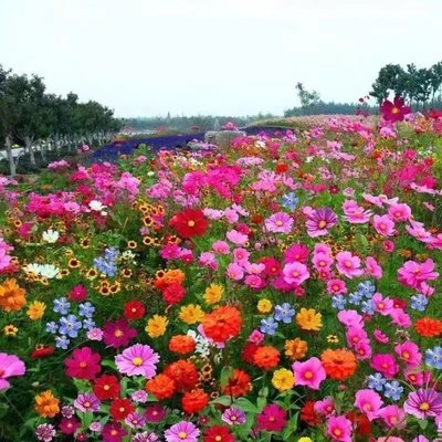 野花组合种子 野花组合草种 公园景区花海打造花卉