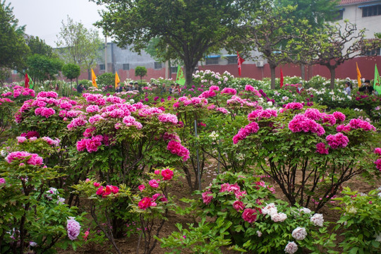 鲜花种植基地