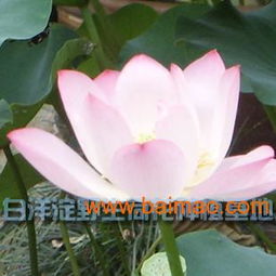 供应优质的小荷花 小荷花促销,供应优质的小荷花 小荷花促销生产厂家,供应优质的小荷花 小荷花促销价格