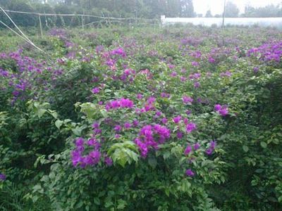 花卉的栽植技术|成都温江何氏园林