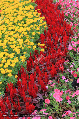 景观花卉
