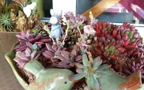 3种养不活的 花卉 ,1棵 2块钱 也别买,放客厅都占位置
