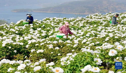 河南洛阳 黄河岸边开出 致富花