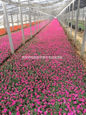 青州市恒景花卉苗木专业合作社