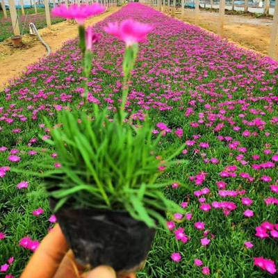 美丽乡村公路建设绿化草花 时令草花 宿根花卉欧石竹