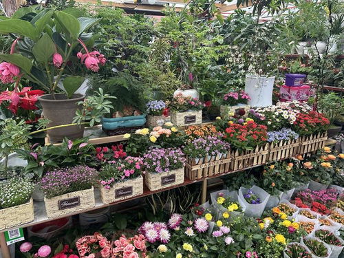 春风有信花为礼 妇女节济南市鲜花销售持续升温