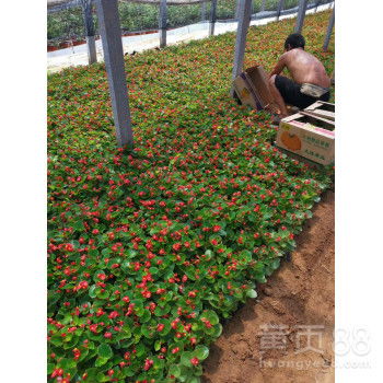 晓敏花卉草花种植基地,新余绿化草花批发代理