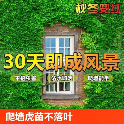 爬山虎苗排行榜:24款优良爬山虎苗产品推荐